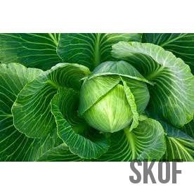Cabbage - Seed - SK Organic Farms