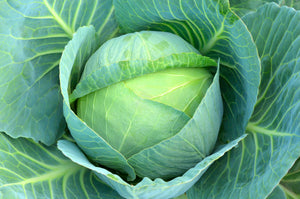 Cabbage - Seed