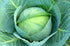 Cabbage - Seed