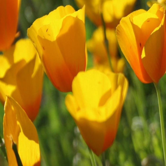 KGP- California Poppy