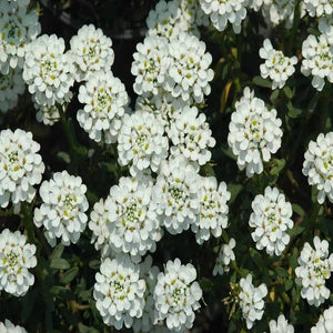 KGP- Iberis Amara White - SK Organic Farms