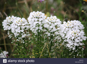 Candi tuft embress alba -Biocarve