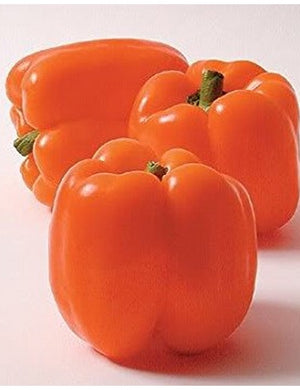 Capsicum Orange Wonder - Biocarve