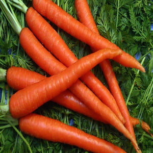 Carrot Orange Nenthus - SK Organic Farms