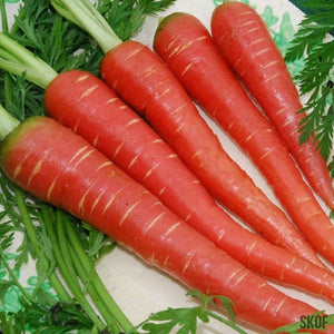 Carrot Red Long - SK Organic Farms