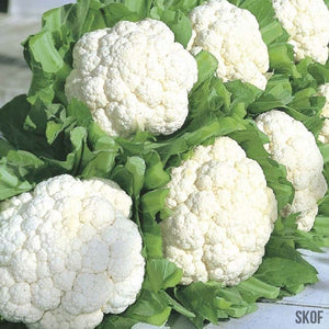 Cauliflower - BioCarve - SK Organic Farms