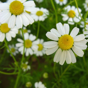 KGP- German Chamomile 2gm - SK Organic Farms