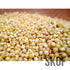Cholam (Great millet, Sorghum) - SK Organic Farms