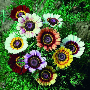 Chrysanthemum Carinatum Mix - SK Organic Farms