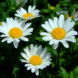 KGP- Chrysanthemum Paludosam White - SK Organic Farms