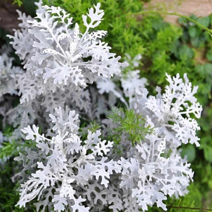 Cinereria Maritima Silver Dust Biocarve