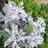 KGP- Cinereria Silver Dust - SK Organic Farms