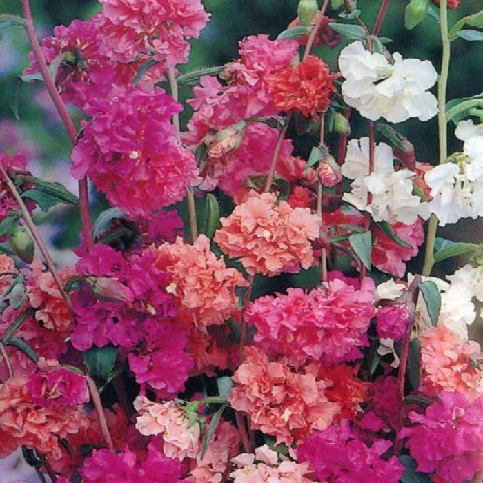 KGP- Clarkia Mix