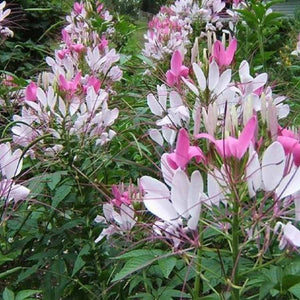 KGP - Cleome Spinosa Mix - SK Organic Farms