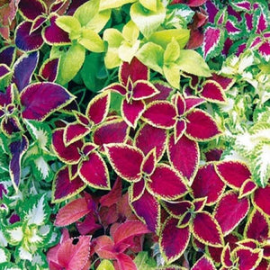 KGP- Coleus Rainbow Mix - SK Organic Farms