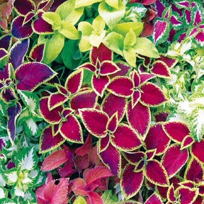 KGP- Coleus Rainbow Mix