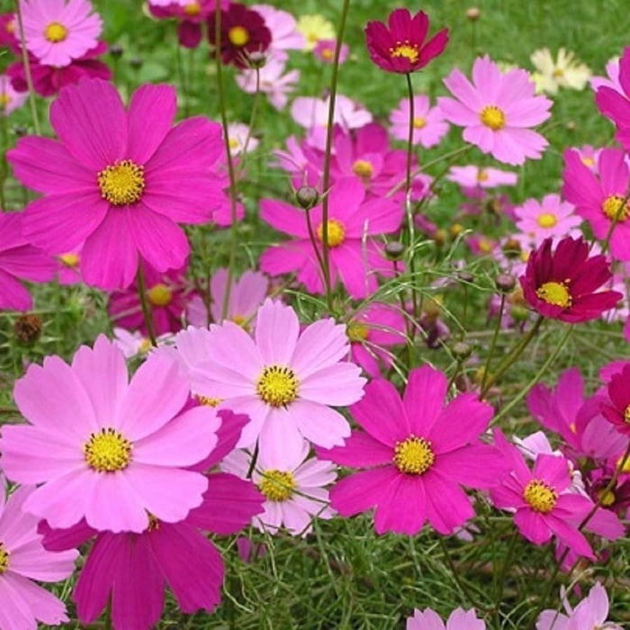KGP- Cosmos Dwarf Sensations Mix