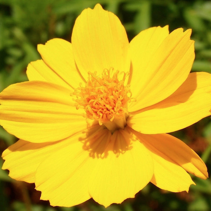 KGP- Cosmos Bright Light