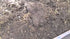 Cow dong Manure - SK Organic Farms