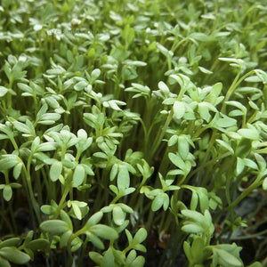HERB - Cress Common - SK Organic Farms