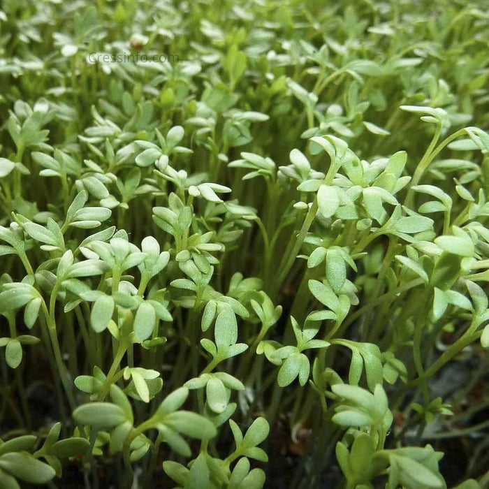 HERB - Cress Common