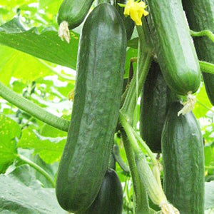 Cucumber - Biocarve - SK Organic Farms