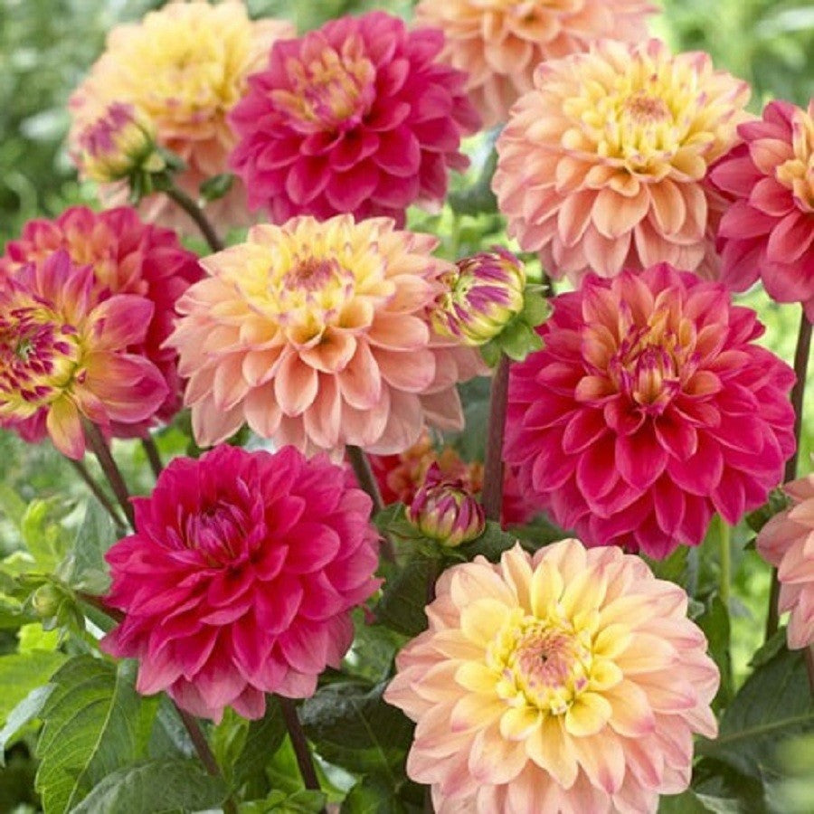 KGP- Dahlia Figaro Type Mix - SK Organic Farms