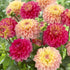 KGP- Dahlia Figaro Type Mix - SK Organic Farms