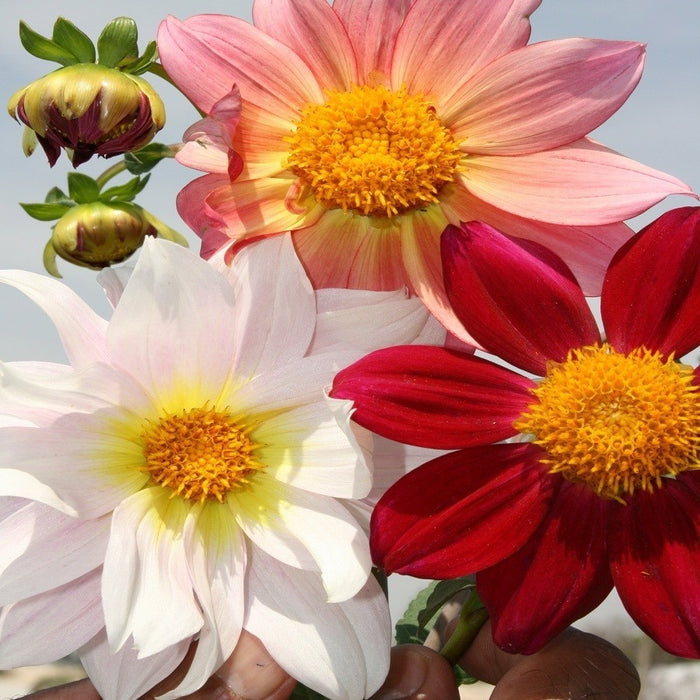 Dahlia Top Star Mix -Biocarve