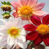 Dahlia Top Star Mix - SK Organic Farms