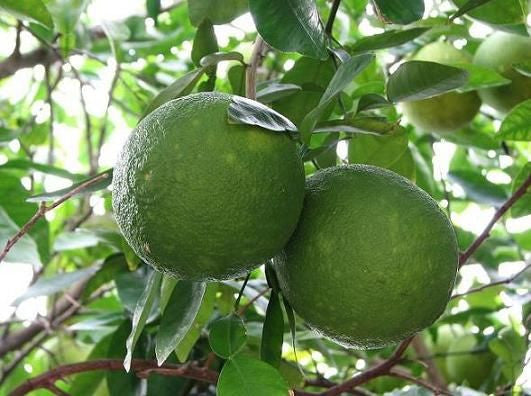 Citron Fruit Saplings - SK Organic Farms