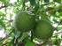 Citron Fruit Saplings - SK Organic Farms