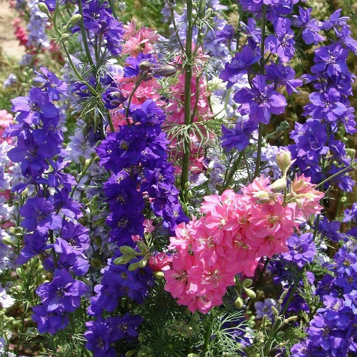 Delphinium Larkspur -Biocarve