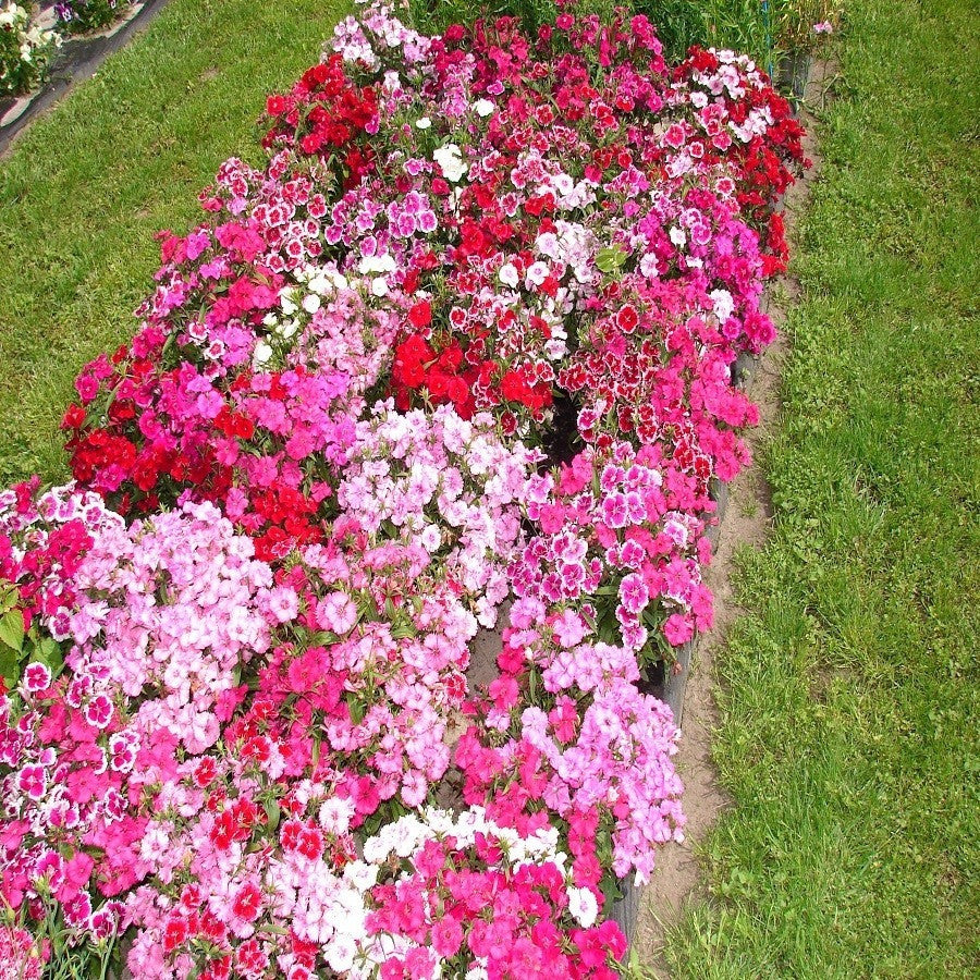 Dianthus Baby Doll Mix - SK Organic Farms
