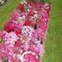 Dianthus Baby Doll Mix - SK Organic Farms