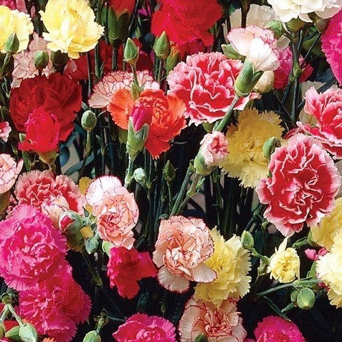 KGP- Dianthus Chaubaud Mix (Carnation)