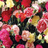 KGP- Dianthus Chaubaud Mix (Carnation) - SK Organic Farms