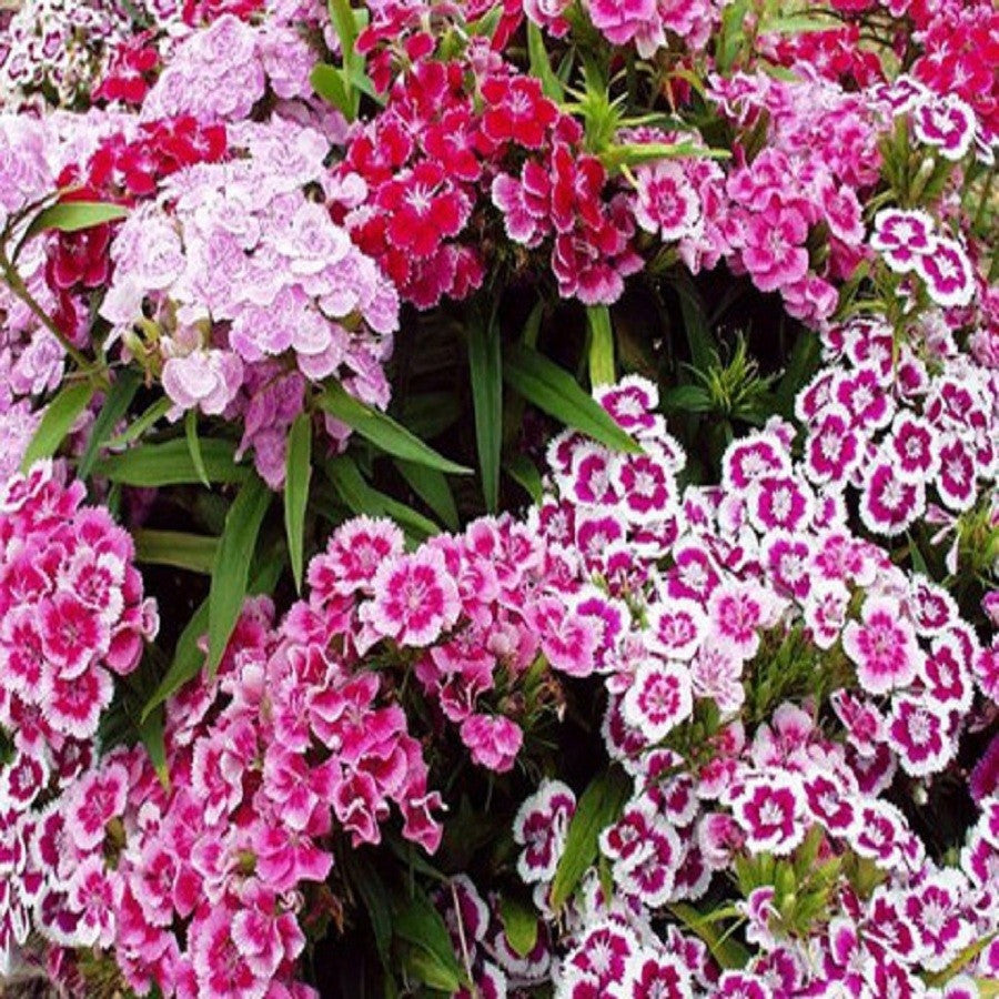 Dianthus Sweet Williams - SK Organic Farms