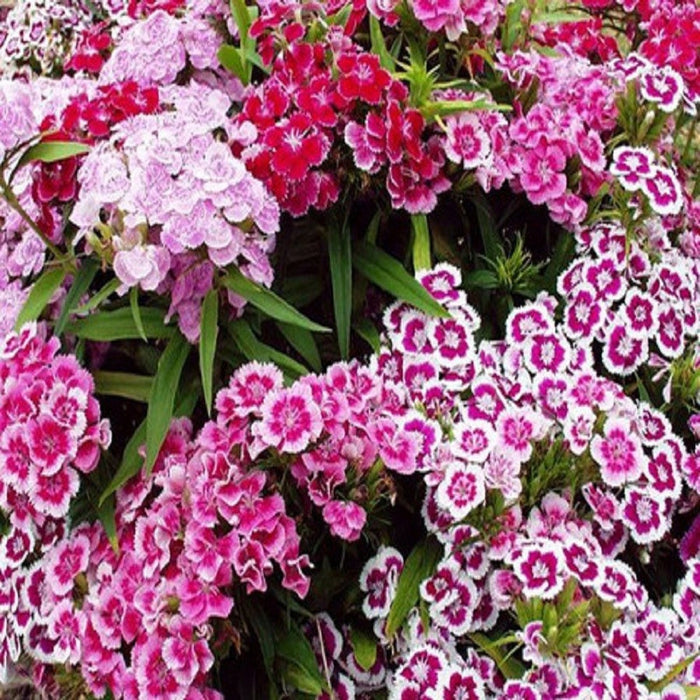 Dianthus Sweet Williams mix -Biocarve