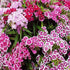 Dianthus Sweet Williams - SK Organic Farms