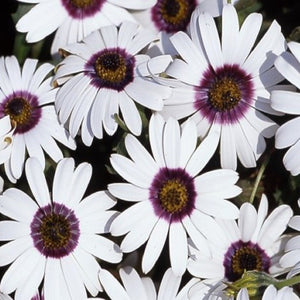 Dimorphotheca White - SK Organic Farms