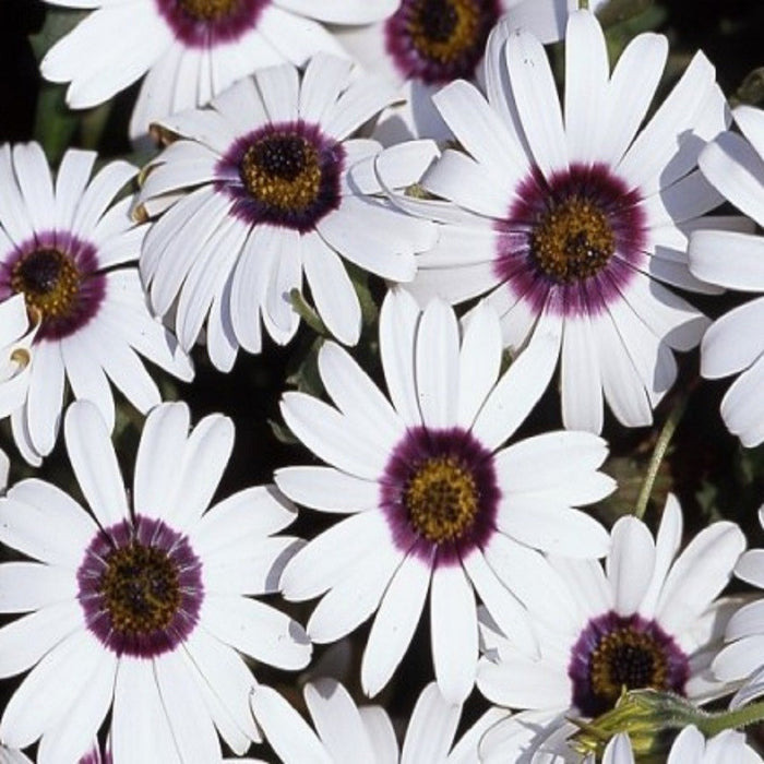 Dimorphotheca White -Biocarve