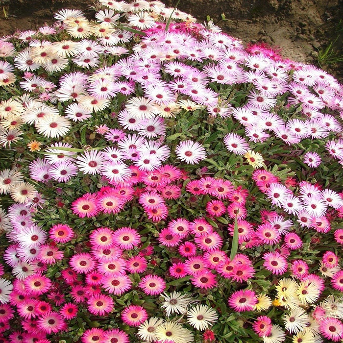 Mesembryanthemum Mix heavens mix 2gm