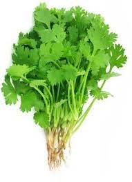 Coriander