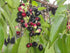 Jamun - SK Organic Farms