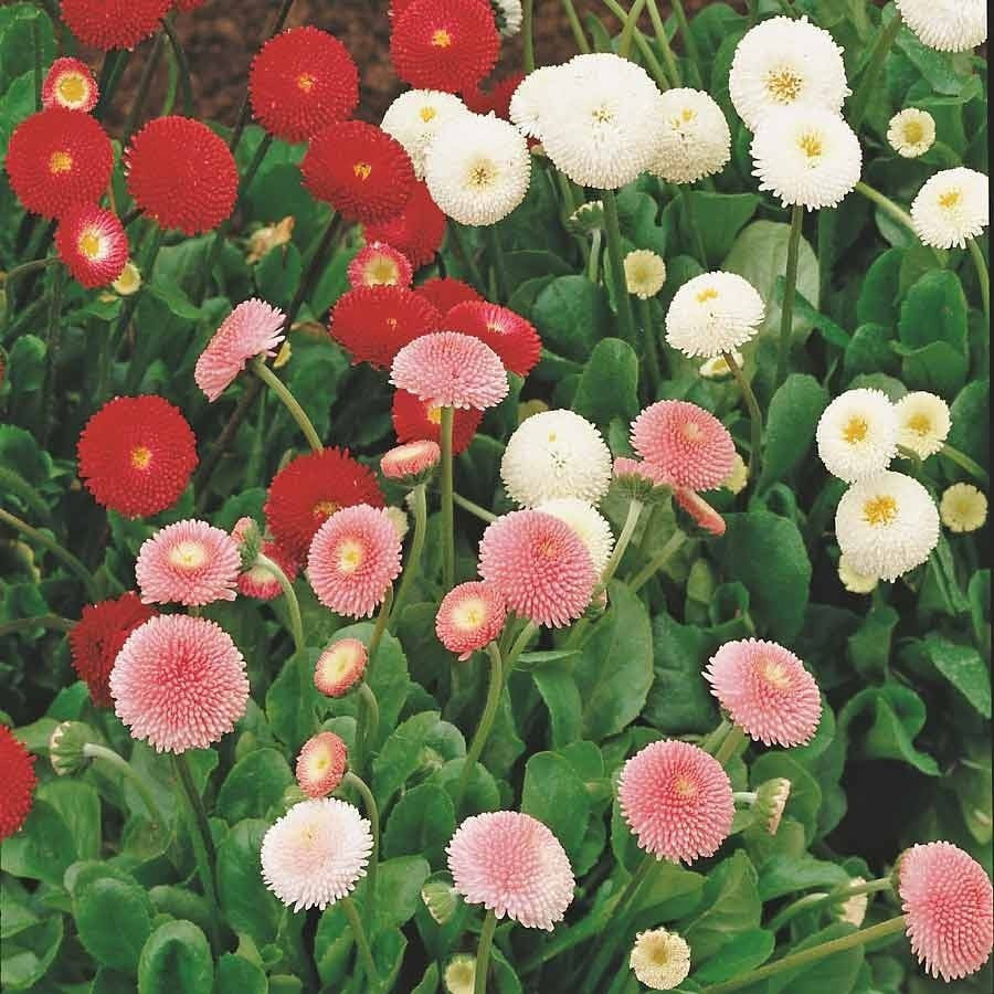 KGP- Bellis ( Daisy Pomponette Mix) - SK Organic Farms