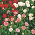 KGP- Bellis ( Daisy Pomponette Mix) - SK Organic Farms