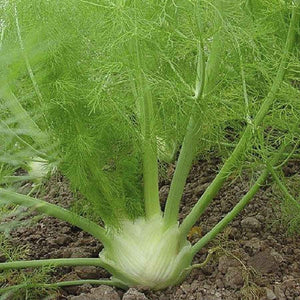 HERB - Fennel Florance - SK Organic Farms