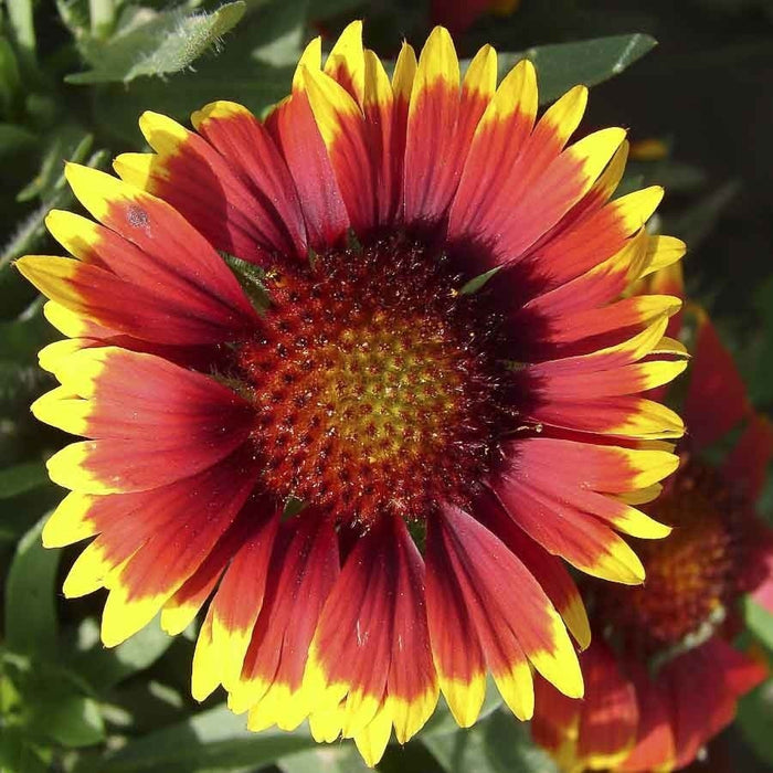 KGP- Gaillardia Mix