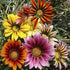 Gazania Sunshine Hybrids Mix - SK Organic Farms